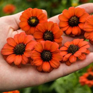 Peruviana Zinnia flower heads in the palm of a hand