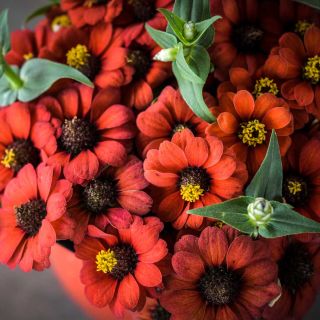 Peruviana Zinnia bunch on gray background