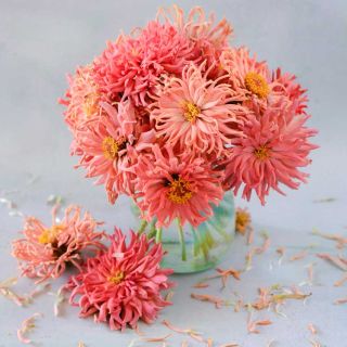 Bunch of Pink Senorita Zinnia in a glass vase.