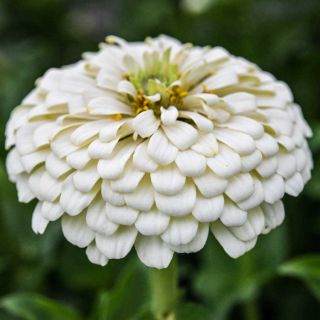 Polar Bear - Zinnia flower growing in the field.