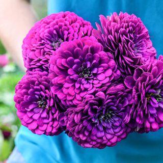 Purple Prince Zinnia