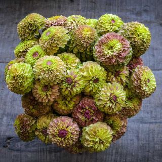 Queen Lime Blush Zinnia bouquet in vase on wooden table.