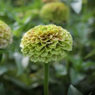 Queen Lime Zinnia flower growing in a field.