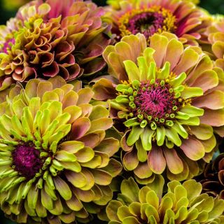 Queen Lime Blush Zinnia flowers closeup.