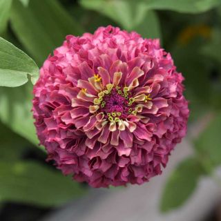 Queen Lime Red Zinnia flower closeup.