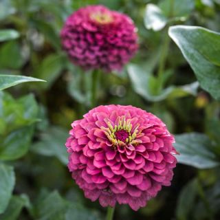 Queen Lime Red Zinnia Flower growing in a field.