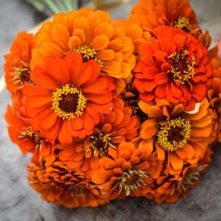 Bunch of Zinnia, Queeny Pure Orange flowers on stone background.