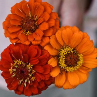 Three Zinnia, Queeny Pure Orange flowers are seen from the top.