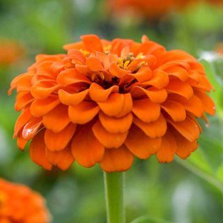 Closeup of a single Zinnia, Queeny Pure Orange. 