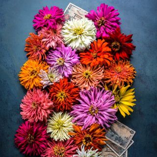 Zinnia, Takii's Choice Mix flowers on a blue background.