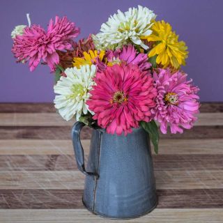 Zinnia, Takii's Choice Mix in a blue metal pitcher on a wooden table.