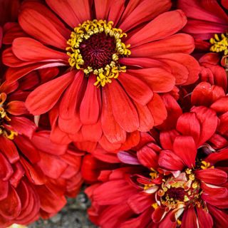 Will Rogers Zinnia