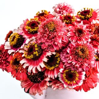 A profile view of a flower arrangement of Zinderella Fizz Zinnias against a bright white background.