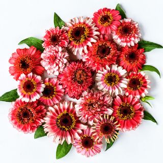 An overhead view of Zinderella Fizz Zinnias on white background.