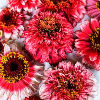 A micro close-up view of Zinderella Fizz Zinnias.