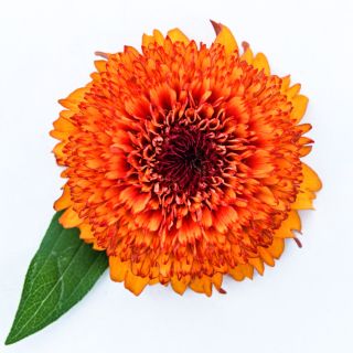 A single Zinderella Zest Zinnia with a leaf from the mix on a high key background.