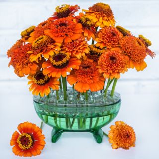 A floral arrangement of the Zinderella Zest Zinnia Mix on a high key background.