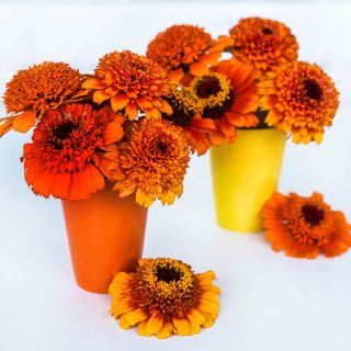 Zinderella Zest Zinnias arranged in an orange and yellow vase on a white background.