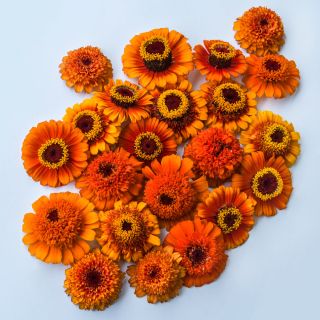 An overhead view of the different blooms included in the Zinderella Zest Zinnia mix.