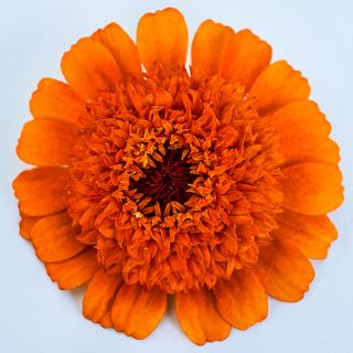 A macro view of one Zinderella Zest Zinnia.