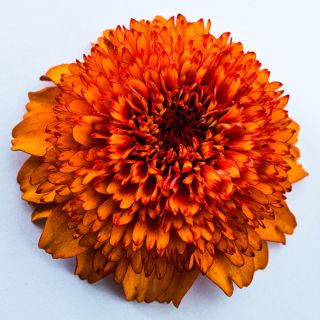 A single blooms from the Zinderella Zest Zinnia mix on a light background.