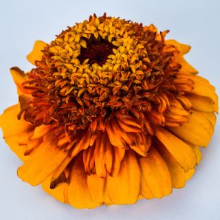 A micro close-up of a single Zinderella Zest Zinnia.