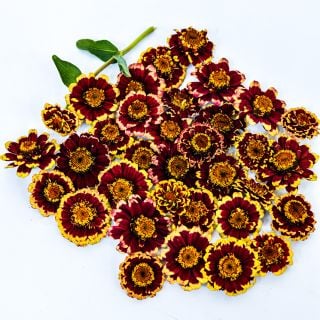 An overhead view of an arrangement of Aztec Burgundy Bicolor Zinnias on white.