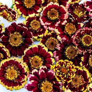 A close-up view of Aztec Burgundy Bicolor Zinnia blooms.