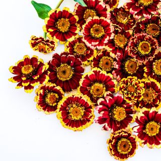 A close-up of Aztec Burgundy Bicolor Zinnias on a white background.