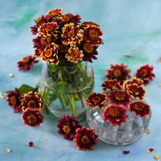 Aztec Burgundy Bicolor Zinnias in glass vase surrounded by blooms on a blue background.