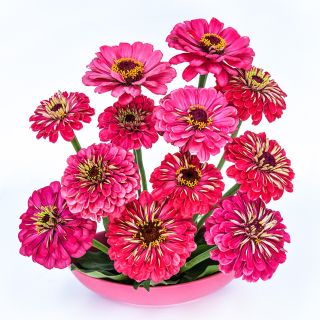 A floral arrangement of Exquisite Zinnias in a matching pink bowl on a white background.
