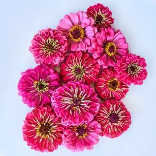 An overhead view of Exquisite Zinnias arranged on white background.