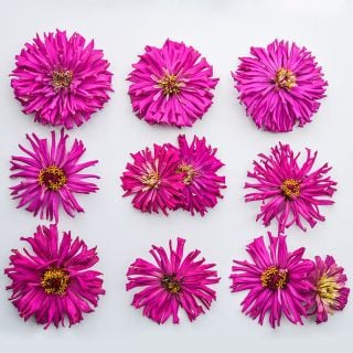 Lila Cactus Zinnia flowers arranged in a square on bright white background.