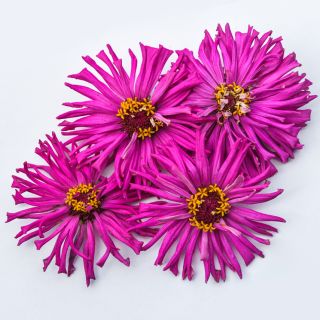 Four Lila Cactus Zinnia flowers on a white background.
