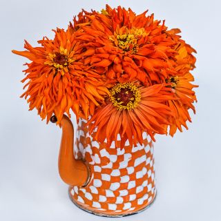 A floral arrangement of Orange Cactus Zinnias in an orange and white pitcher on a white background.