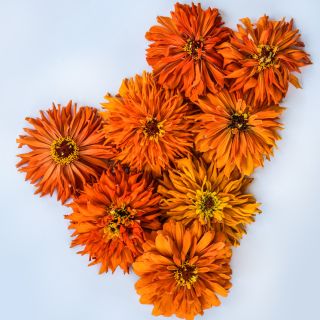 An overhead view of Orange Cactus Zinnias arranged on white background.
