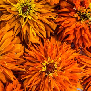 A close-up macro view of Orange Cactus Zinnias.