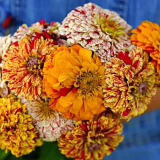 A woman holding a bouquet of multi-colored Peppermint Sticks Zinnias in the trial garden at Baker Creek.
