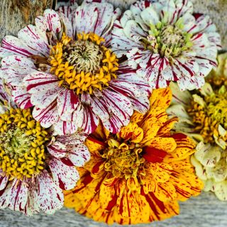 A close-up view of five Peppermint Sticks Zinnias against an old wooden background.