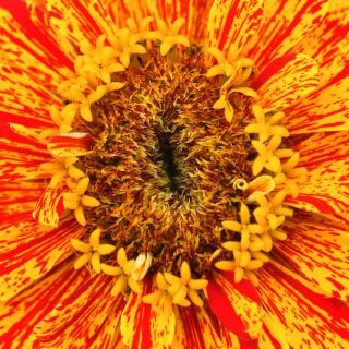 A close-up micro view of the center of a Peppermint Sticks Zinnia.