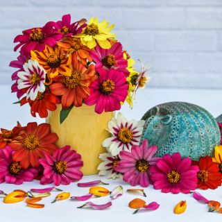 Salsa Mix Zinnias in a floral arrangement with a ceramic blue armadillo on a white background.