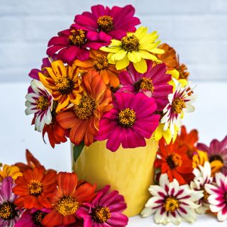 A close-up view of Salsa Mix Zinnias in a yellow cup on white background.
