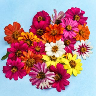 An overhead view of Salsa Mix Zinnias on a light blue background.