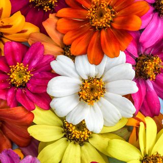 A close-up macro view of Salsa Mix Zinnia flowers.
