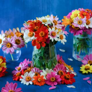 Three glass vases full of Salsa Mix Zinnias on a deep blue background.