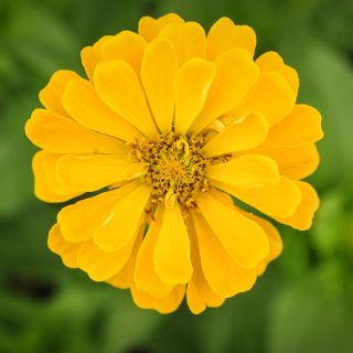 Close-up Canary Bird Zinnia in garden.