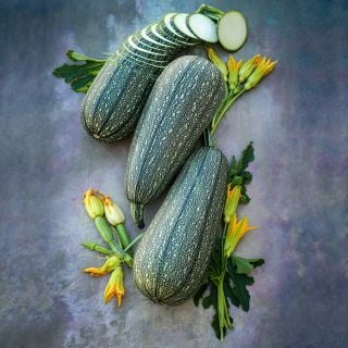Gray Zucchini Summer Squash arranged with blooms and leaves on a mottled background.