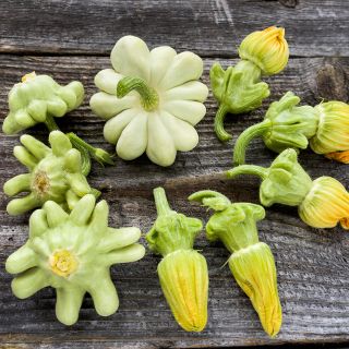 Pineapple Summer Squash arranged on weathered wood background. Image by Lucy Hutchins.
