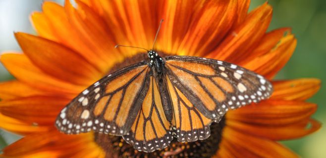 Planting For Pollinators Is More Important Than Ever