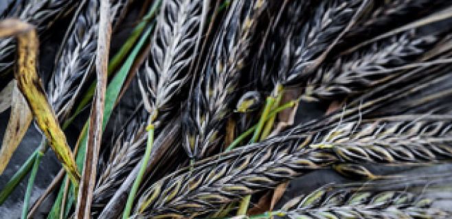How To Grow Barley Seeds
